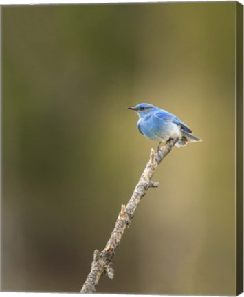 Framed Mountain Blue Bird Print