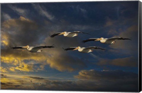 Framed Pelican Foursome Print
