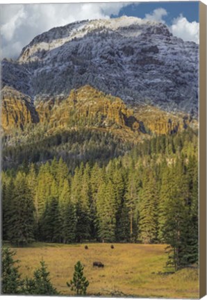Framed Bison Grazing In The Yellowstone Grand Landscape Print
