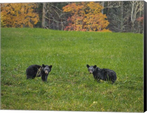 Framed Black Bear Cubs Print