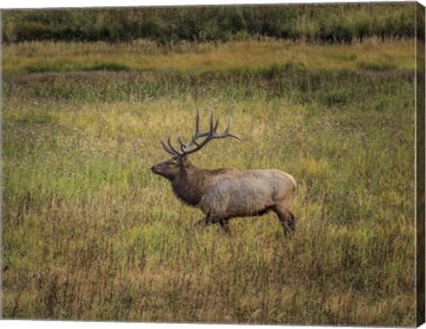 Framed Bull Elk Yellowstone Print