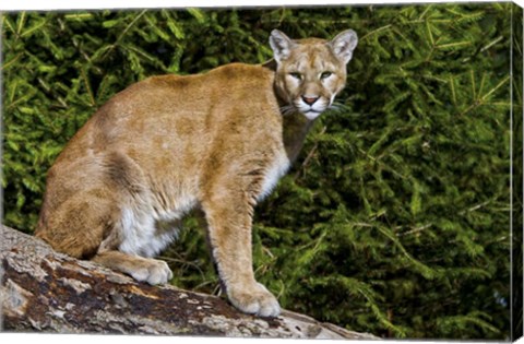 Framed Cougar Print
