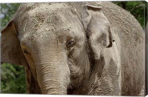 Framed Elephant Print