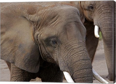 Framed Elephants 2 Print
