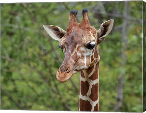 Framed Giraffe Print