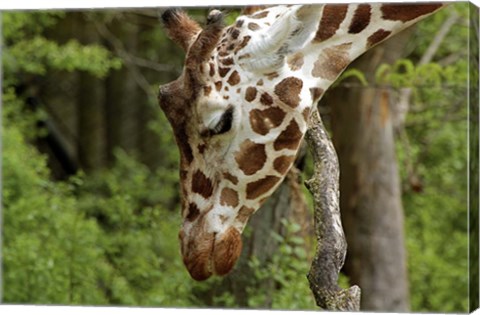 Framed Giraffe 2 Print