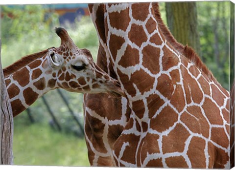 Framed Giraffe And Calf Print