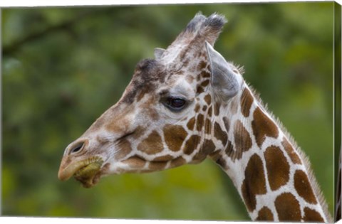 Framed Giraffe Portrait Print