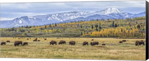 Framed Grand Teton Bison Grazing Print