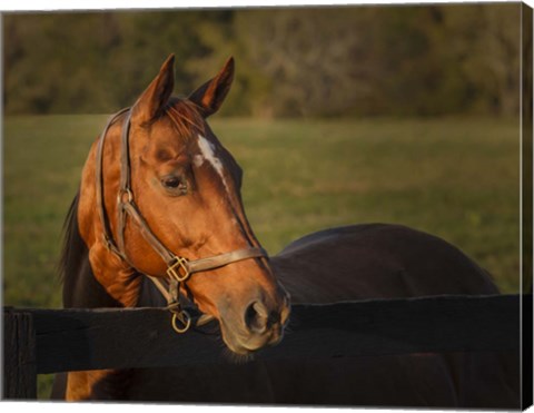 Framed Horse Portrait Print