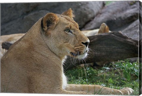 Framed Lioness Print