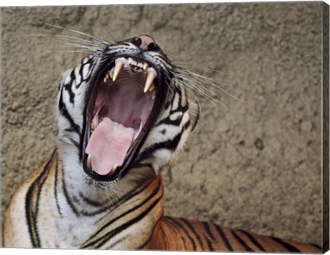 Framed Malayan Tigress Yawn Print