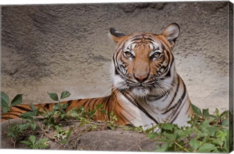 Framed Malayan Tigress Print