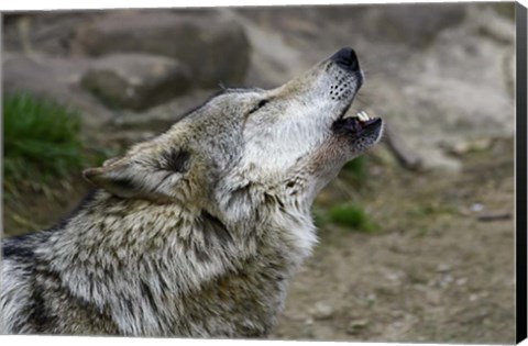 Framed Mexican Wolf Print