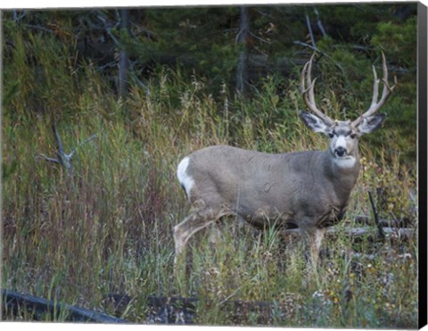 Framed Mule Deer Buck Print