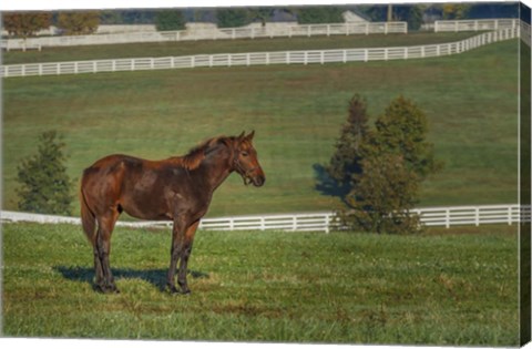 Framed Out Standing In His Field Print