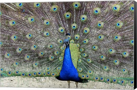 Framed Peacock 1 Print