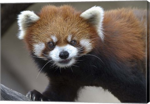 Framed Red Panda Print