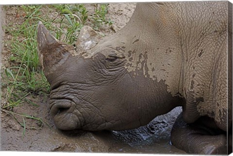 Framed Rhino Print