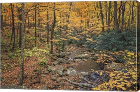 Framed Roaring Fork Stream Print