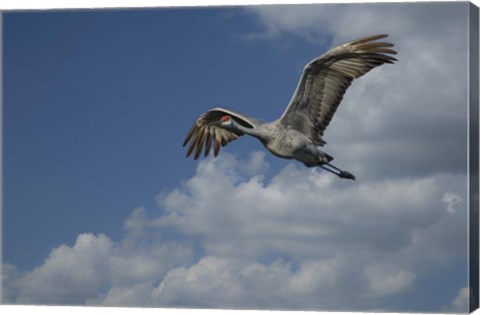 Framed Sandhill Crane In Flight Print