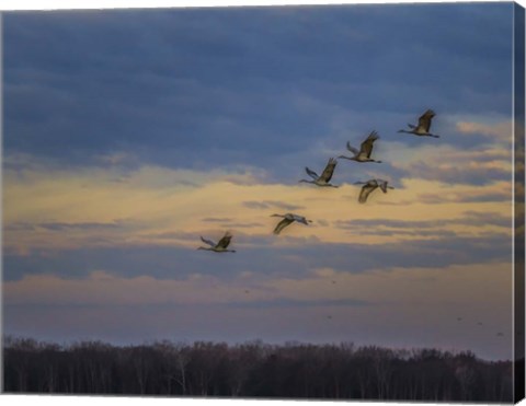 Framed Sandhill Cranes At Sunrise Print