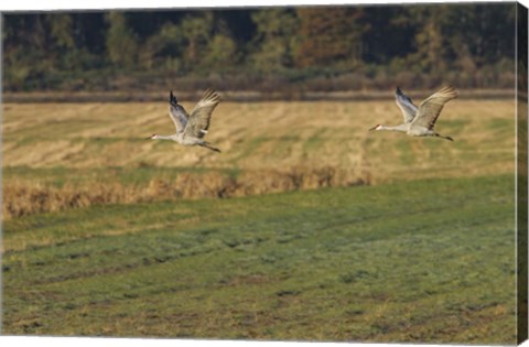 Framed Sandhills Take Flight Print