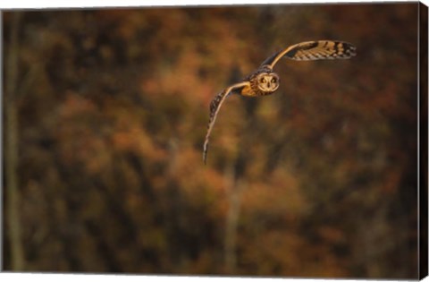 Framed Short Eared Owl Print