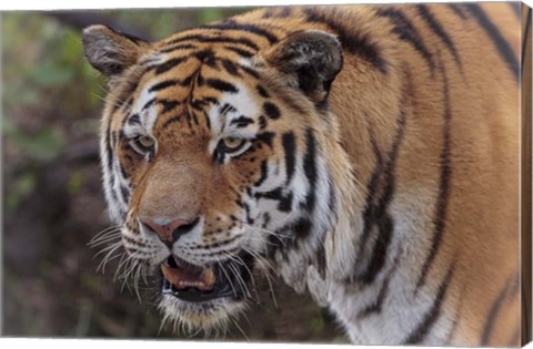 Framed Tiger Print