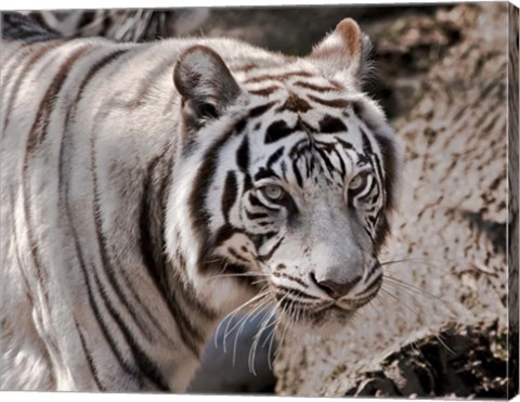 Framed White Tiger 2 Print