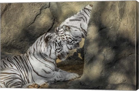 Framed White Tiger Headbutt Print