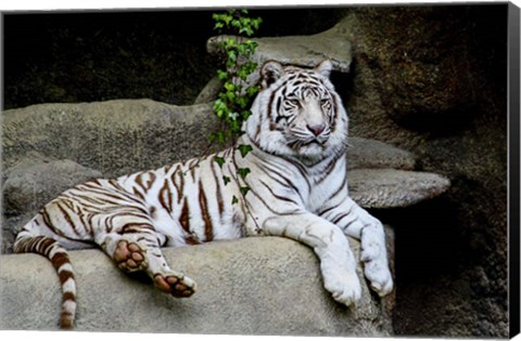 Framed White Tiger Print