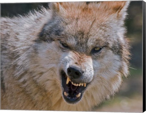 Framed Wolf Print