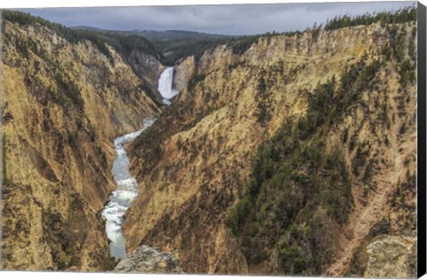 Framed Yellowstone Grand Canyon - Lower Falls Print