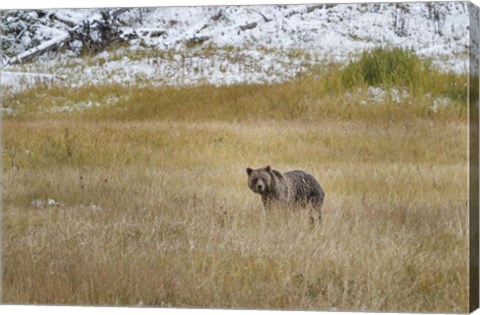 Framed Young Grizzly In Yellowstone Print