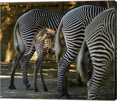 Framed Zebra Bottoms Print