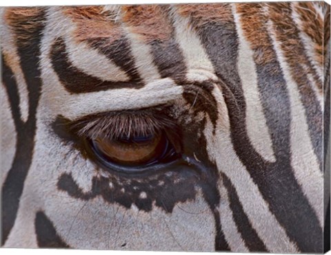 Framed Zebra Eye Print