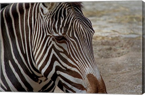 Framed Zebra Print