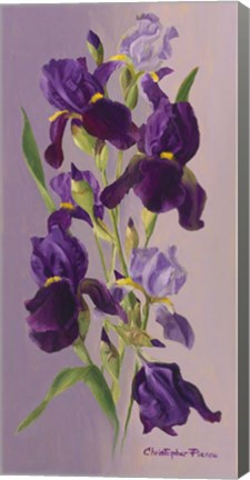 Framed Study In Lavender Print