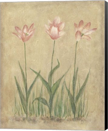 Framed Blooming Tulips II Print