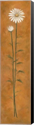 Framed Daisy Print