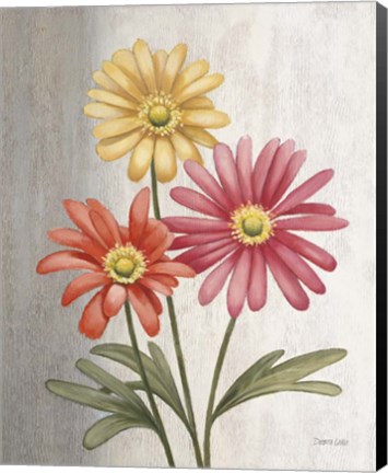 Framed Gerber Daisies Print