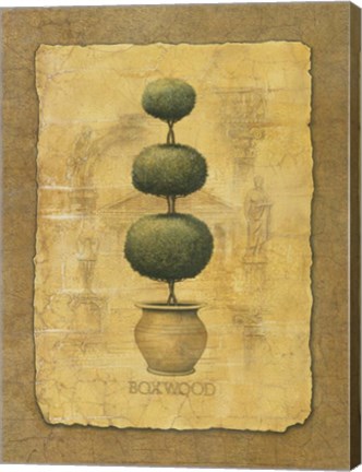 Framed Boxwood Print