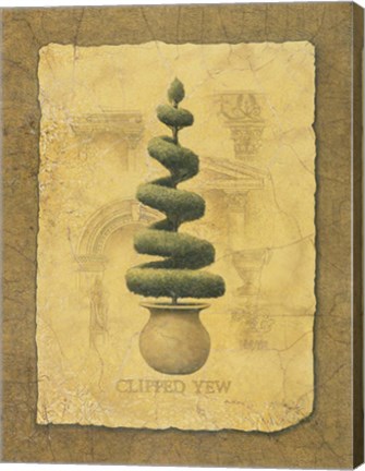 Framed Clipped Yew Print