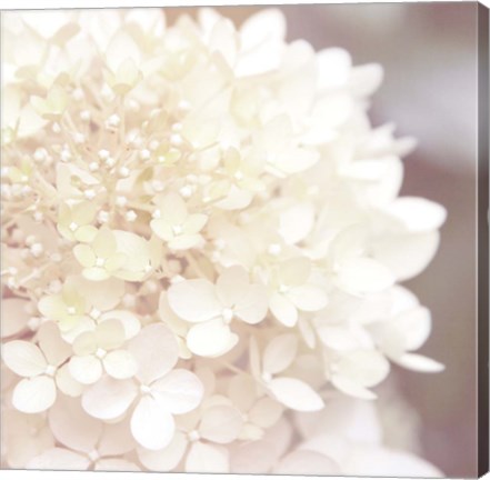 Framed Hydrangea Dream I Print