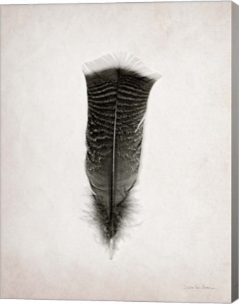 Framed Feather III BW Print