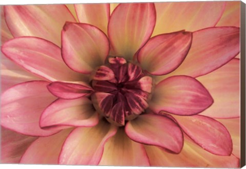 Framed Pink Dahlia Study Print
