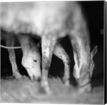 Framed Tuscan Stable, 1998 Print