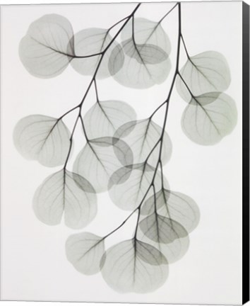 Framed Eucalyptus Print