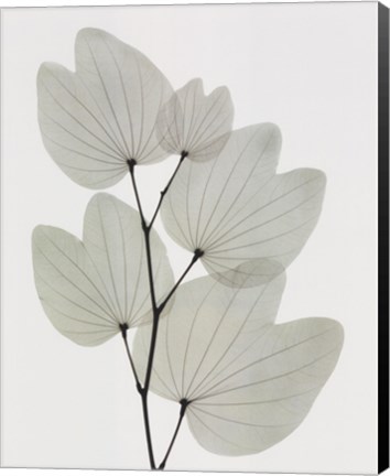 Framed Orchid Tree Print